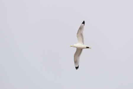 black-legged kittiwake nesting at the limestone cliffs at Bulbjerg at the North Sea coast of Denmarkの写真素材