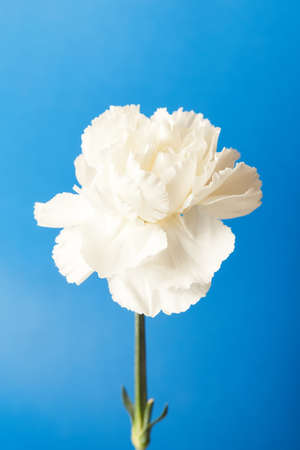 Beautiful white Dianthus flower on blue backgroundの写真素材