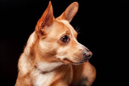 Welsh Corgi dog lies on a black backgroundの写真素材