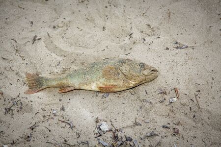 Dead and rotting fish lies on sandy ground all in the sand top viewの写真素材