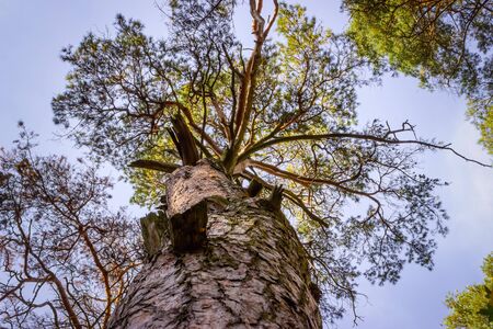 old huge pine tree with wide branches bottom view against a blue skyの写真素材