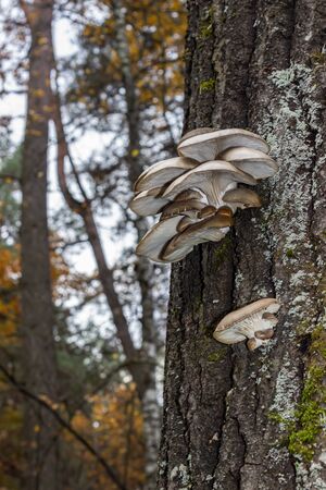 wild oyster mushroom on a pine trunk close-up in the autumn forestの写真素材