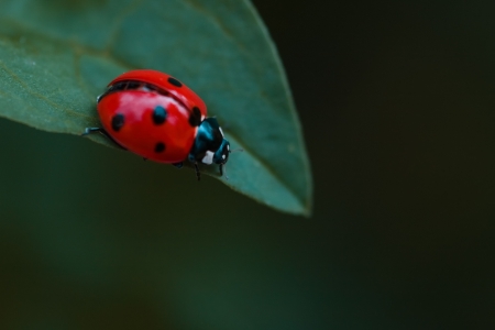 Ladybug on leaf