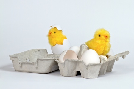 Newly hatched toy chicks in eggbox with white eggs. Hi-keyの写真素材