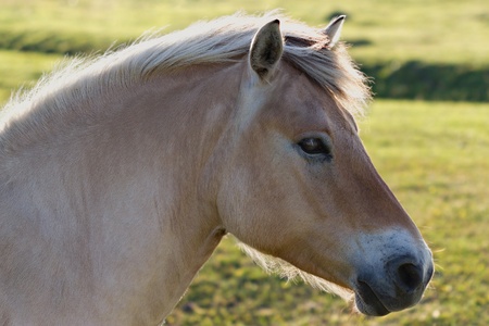 Palomino horse portraitの写真素材
