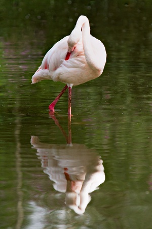 Single flamingo in water with reflectionの写真素材