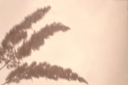 Creative copyspace with pampas grass shadows on a soft beige wall. Top view of dry flowers shadows on the pink background. Flat lay style. Minimal summer concept with shades and lightsの写真素材