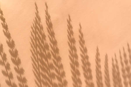 Creative copyspace with shadows on a soft pink beige wall. Top view of leaves shadows on the pink...
