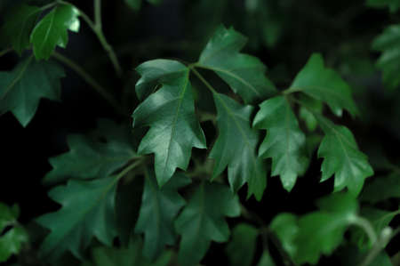 Beautiful green flower leaves. Dark natural foliage. Floral backdrop for your design.