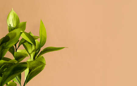 Green Ruscus flower in the sunlight on soft beige background. An ideal backplate for natural and...