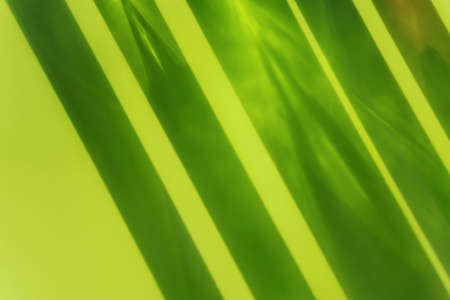 Different cosmetic glass bottles standing ongreen yellow background. Abstract pattern by shadows and...