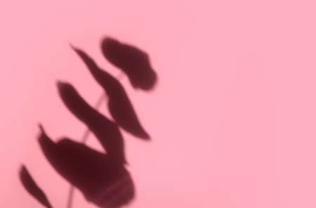 Creative copyspace with shadows on a shiny soft pink wall. Top view of leaves shadows on the pink...