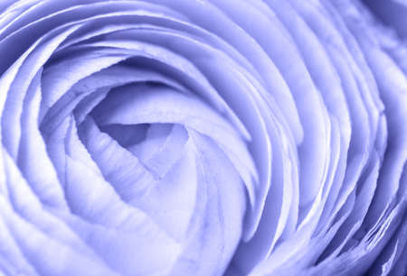 Violet colored rose petals in macro. Soft focus. Backdrop for wedding invitation. Valentines,...