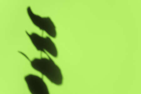 Creative copyspace with shadows on a shiny soft green wall. Top view of leaves shadows on the pink...