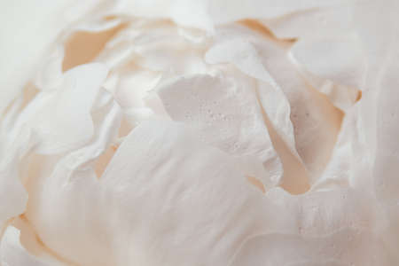 Tender pink peony with small water droplets in macro. Flower bud in bloom. Valentines Day, Romance, wedding, invitation card conceptの写真素材