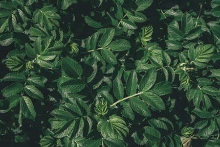 Abstract green leaves of rose hip background. Natural dog-rose textured foliage. Dark toned canker rose flowers. Backplate for organic products presentation. Nature, environment conservation conceptの写真素材