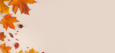 Frame of colorful red and yellow autumn leaves with cones and rowan berries on trendy beige...