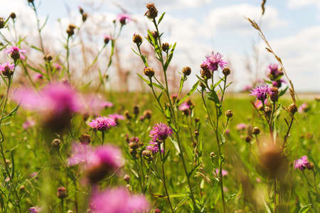 Thistle in meadow. Field of purple wild flowers in summer. Wallpaper of violet and green plants. Backplate or backdrop for natural medicine, cosmetics, beauty products presentation. Eco friendly sceneの写真素材