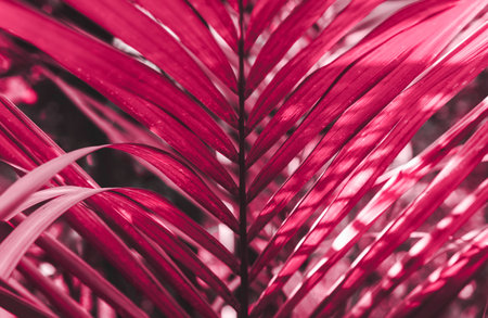 Bold viva magenta colored tropical leaf on a sunny day background. Exotic natural backdrop. Summer concept. Environment conservation, beauty in nature. Color 2023の写真素材