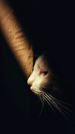 Portrait of catの素材