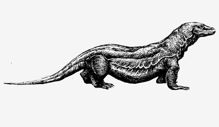 Hand drawn komodo dragonのイラスト素材