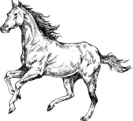 Hand drawn horsesのイラスト素材
