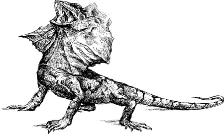 Hand drawn basilisk lizardのイラスト素材