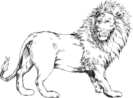 hand drawn lionのイラスト素材