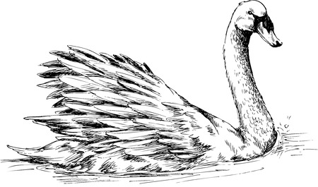 hand drawn duckのイラスト素材