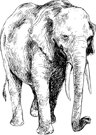 hand drawn elephantのイラスト素材
