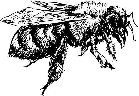 hand drawn beeのイラスト素材