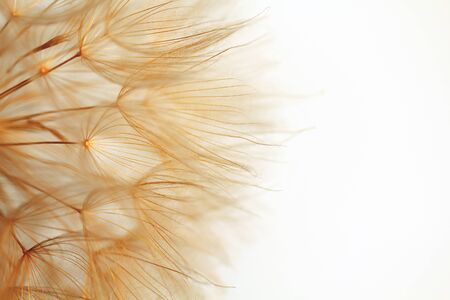 Close-up of delicate dandelion flower over white background