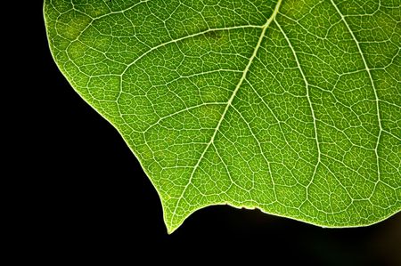 leaf of heart pattern 