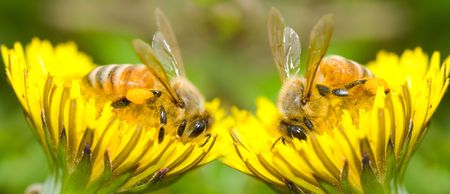 Two Bees eat delicious dandelion flower, series of dandelion.の写真素材