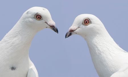 Couple of white doves look at each otherの写真素材