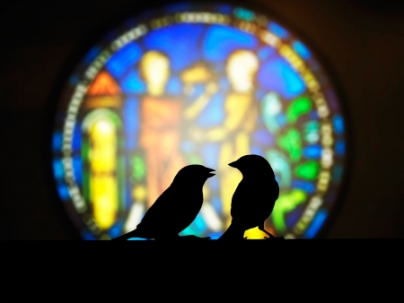 Sparrow small talk in front of the church colorful windowの写真素材