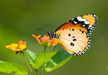 Milkweed butterfly (Anosia chrysippus, Danaidae) feeding on flowerの写真素材