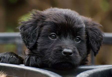 Cute little puppy want to go out and play. sweet dog.の写真素材