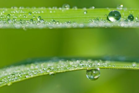 morning drops on fresh green leaf