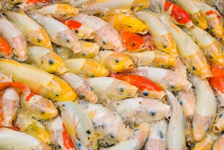 concept of crowded space, Japanese carps rush for feedingの写真素材