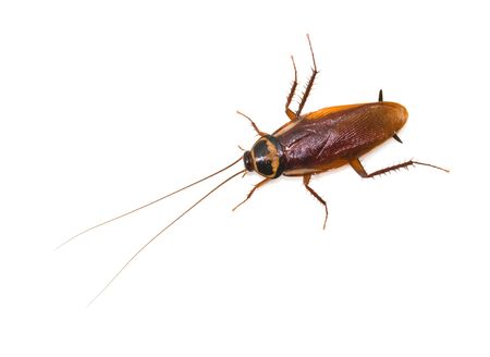 Isolated cockroach on white background, insect not welcome in kitchen.