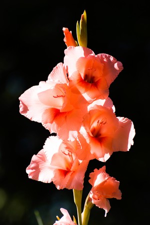 Gladiolus, a sword-leaved cymbidium (Gladiolus gandavensis Van Houtte Gladiolus)の写真素材
