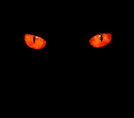 Serious, evil animal eyes stare at something in black, Serious, evil animal eyes stare at something in black,
