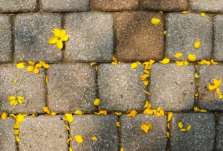 Yellow petals drop on walkway.の写真素材