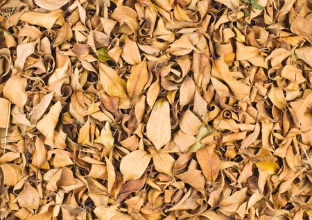 Fallen leaves in winter, full of dry leaves on ground.の写真素材