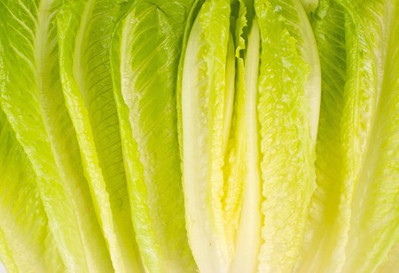 Full of lettuce vegetable, raw material of salad (Lettuce sativa)の写真素材