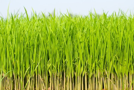 Beautiful and fresh grassland under morning light. の写真素材