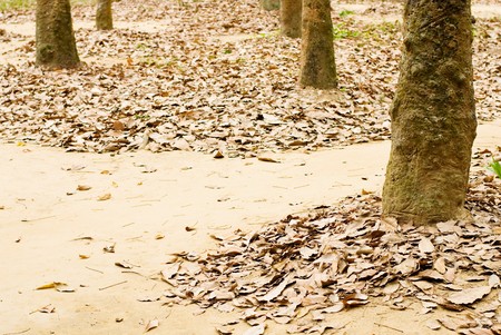 leave fallen in dry soil winterの写真素材