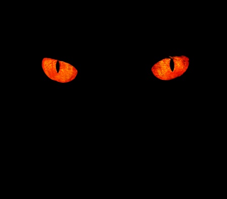 Serious, evil animal eyes stare at something in black, Serious, evil animal eyes stare at something in black,