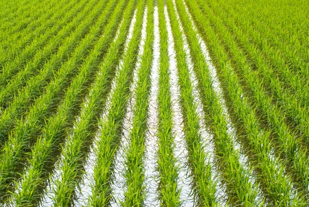 Green field, Asia paddy field